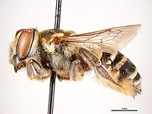 Megachile darwiniana f.jpg