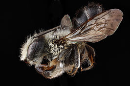 Megachile gemula