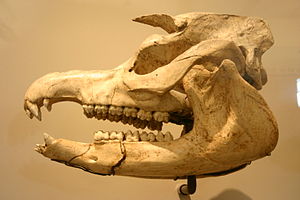 Cráneo de Tapirus augustus