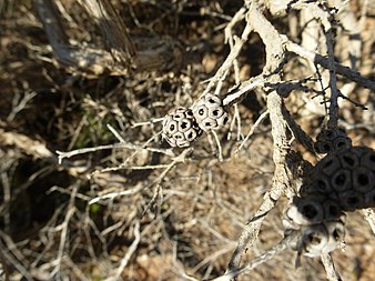 M. filifolia fruit Melaleuca filifolia (fruits).JPG