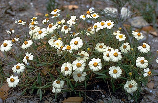 <i>Melampodium</i> genus of plants