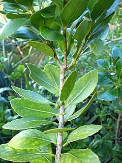<i>Melicytus novae-zelandiae</i> Species of flowering plant
