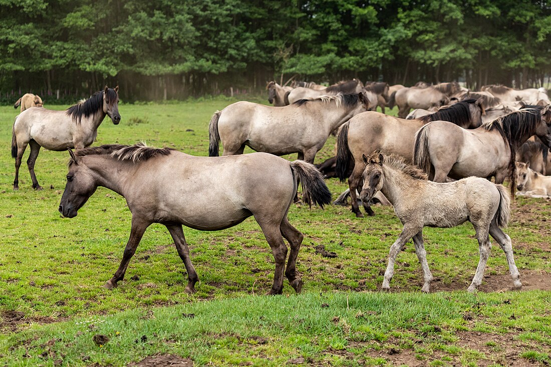 File:Merfeld, Merfelder Bruch, Dülmener Wildpferde -- 2021 -- 9344.jpg