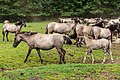 * Nomination Foals following their mother of Dülmen ponies in the Wildpferdebahn in Merfelder Bruch, Merfeld, Dülmen, North Rhine-Westphalia, Germany --XRay 03:32, 21 June 2021 (UTC) * Promotion  Support Good quality -- Johann Jaritz 03:52, 21 June 2021 (UTC)