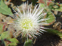 Soodajääpäivikki eli jääruoho (Mesembryanthemum crystallinum)