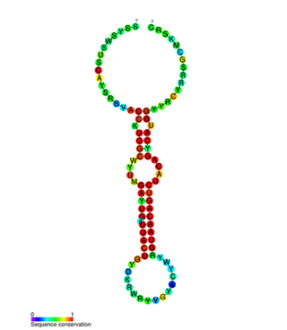 miR-132 Non-coding RNA molecule