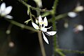 Saxifraga ferruginea