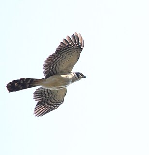 Collared forest falcon Species of bird