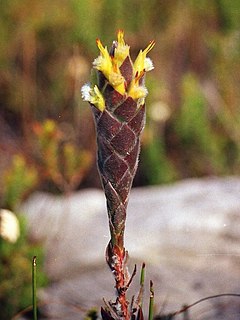 <i>Mimetes palustris</i> Shrub in the family Proteaceae endemic to South Africa