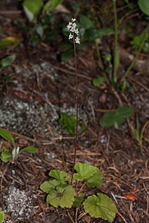 <i>Mitella trifida</i> Species of flowering plant
