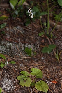 <i>Mitella trifida</i>