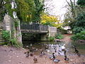 More fowl than you can shake a stick at. - geograph.org.uk - 325660.jpg
