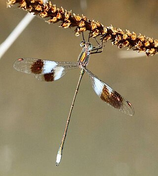 <i>Chlorolestes</i> Genus of damselflies