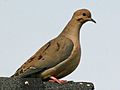 Mourning Dove (Zenaida macroura) RWD.jpg