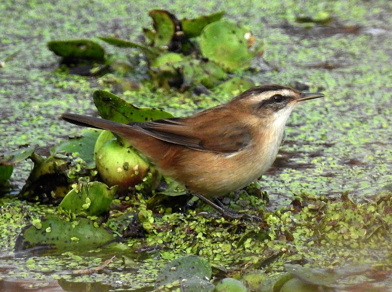 File:Moustached Warbler Acrocephalus melanopogon by Dr. Raju Kasambe (2).jpg