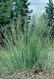 <i>Muhlenbergia montana</i> Species of flowering plant