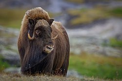 Musk-Ox (Male) Musk-Ox (Male).jpg