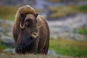 Musk-Ox (mies) .jpg