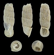 Muticaria cyclopica, shell