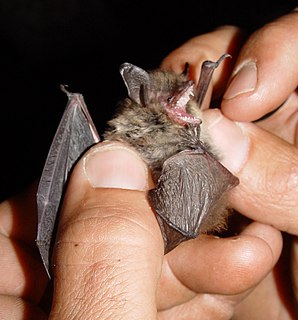Mouse-eared bat Genus of bats