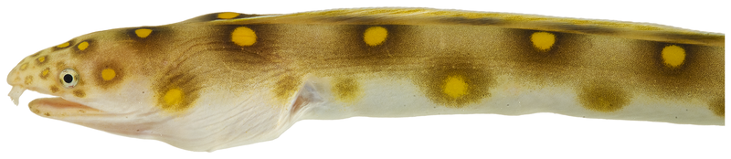 File:Myrichthys ocellatus - pone.0010676.g018.png