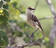 Myrmecocichla tholloni ، Tembe ، Birding Weto ، a.jpg