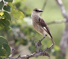 Myrmecocichla tholloni, Tembe, Birding Weto, a.jpg