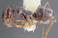 Myrmecocystus hammettensis casent0005883 profilet 1. jpg