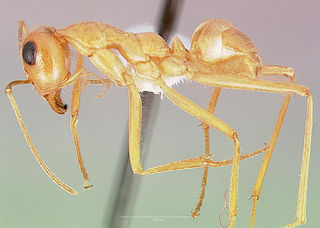 <i>Myrmecocystus mexicanus</i> Species of ant