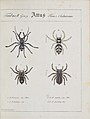 Illustration der Gebänderten Bodenspringspinne und weiterer Springspinnen aus Monographia Aranearum – Monographie der Spinnen von Carl Wilhelm Hahn ab 1820.