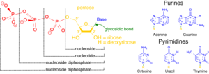 Nucleosid Triphosphat: Khái niệm, Vai trò tổng hợp DNA và RNA, Chuyển hóa nucleoside triphosphat