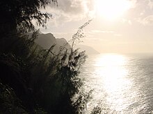 Despite their natural beauty, the secluded valleys along the Na Pali Coast in Hawaii are heavily modified by introduced invasive species such as She-oak. Na Pali Coast - Kauai.jpg