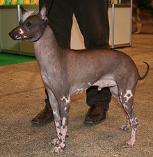 The peruvian hot sale hairless dog