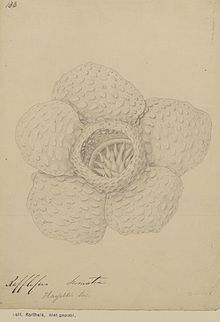 Naturalis Biodiversity Center - L.2096112 - Rafflesia hasseltii Suringar - Artwork.jpeg