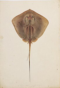 Pale-edged stingray (Dasyatis zugei)