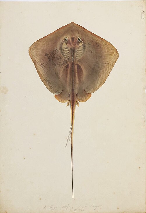 Pale-edged stingray by Kawahara for Siebold, 1820s