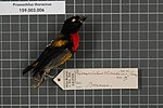 Centro de Biodiversidade Naturalis - RMNH.AVES.131972 1 - Prionochilus thoracicus (Temminck & Laugier, 1836) - Dicaeidae - espécime de pele de pássaro.jpeg