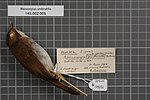 Naturalis биоалуантүрлілік орталығы - RMNH.AVES.139731 1 - Rhinomyias umbratilis (Strickland, 1849) - Muscicapidae - құстың терісі numimen.jpeg