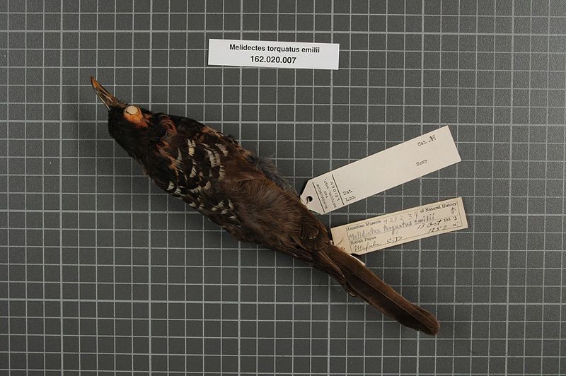 File:Naturalis Biodiversity Center - RMNH.AVES.148319 1 - Melidectes torquatus emilii Meyer, 1886 - Meliphagidae - bird skin specimen.jpeg