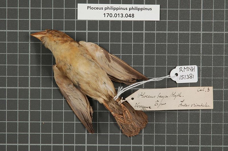 File:Naturalis Biodiversity Center - RMNH.AVES.151381 1 - Ploceus philippinus philippinus (Linnaeus, 1766) - Ploceidae - bird skin specimen.jpeg