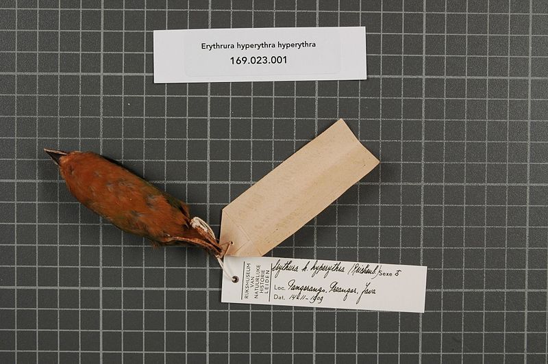 File:Naturalis Biodiversity Center - RMNH.AVES.50406 2 - Erythrura hyperythra hyperythra (Reichenbach, 1863) - Estrildidae - bird skin specimen.jpeg