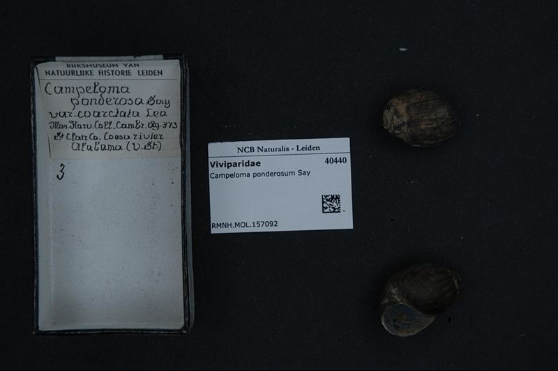 File:Naturalis Biodiversity Center - RMNH.MOL.157092 - Campeloma ponderosum Say - Viviparidae - Mollusc shell.jpeg
