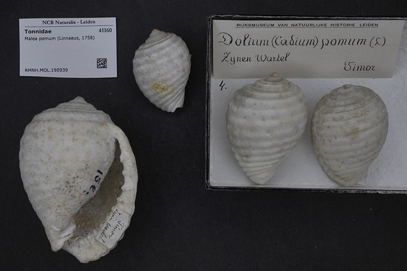 File:Naturalis Biodiversity Center - RMNH.MOL.190939 - Malea pomum (Linnaeus, 1758) - Tonnidae - Mollusc shell.jpeg