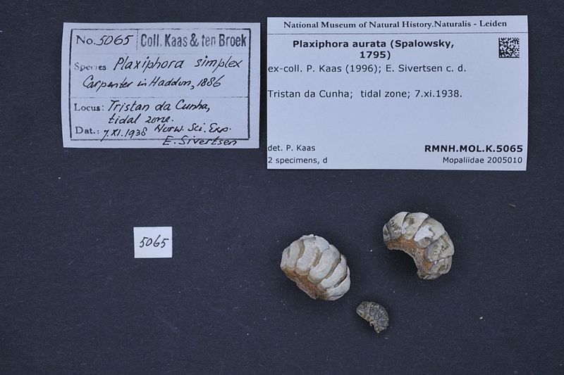 File:Naturalis Biodiversity Center - RMNH.MOL.K.5065 - Plaxiphora aurata (Spalowsky, 1795) - Mopaliidae - Mollusc shell.jpeg