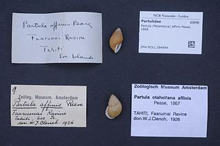 <i>Partula affinis</i> Species of gastropod