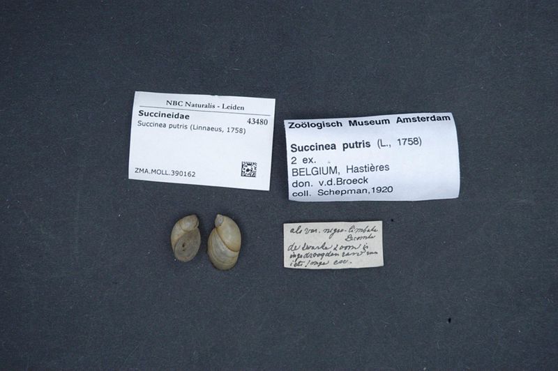 File:Naturalis Biodiversity Center - ZMA.MOLL.390162 1 - Succinea putris (Linnaeus, 1758) - Succineidae - Mollusc shell.jpeg