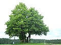 image=https://commons.wikimedia.org/wiki/File:Naturdenkmal_Landkreis_Konstanz_83350800003_2021-06-29_b.JPG