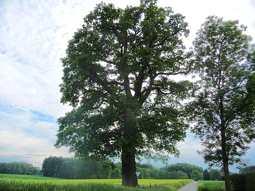 Naturdenkmal OS 00152 Eiche Melle Hördener Weg Datei 2