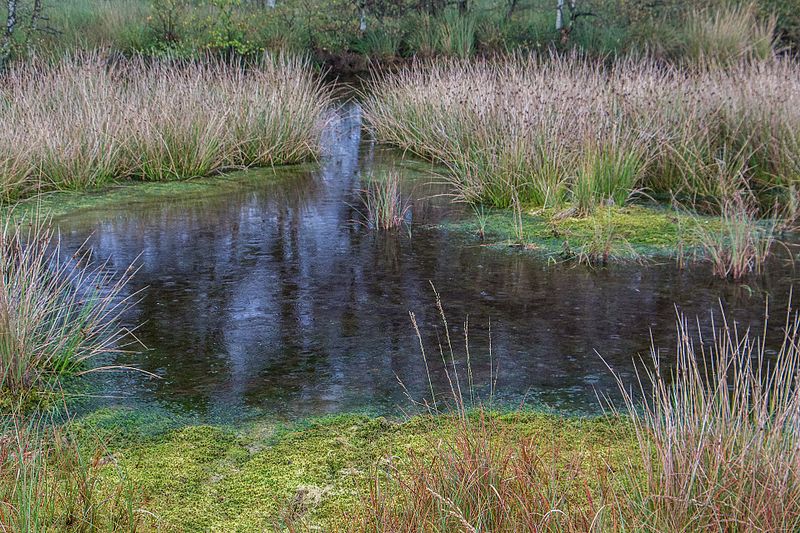 File:Naturschutzgebiet Ewiges Meer und Umgebung, NSG WE 100, Wasserloch.jpg