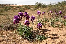 Negev-Iris-Straße-222-revivim-b.jpg